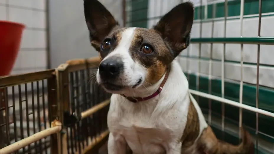 Cão de médio porte espiando por um portão